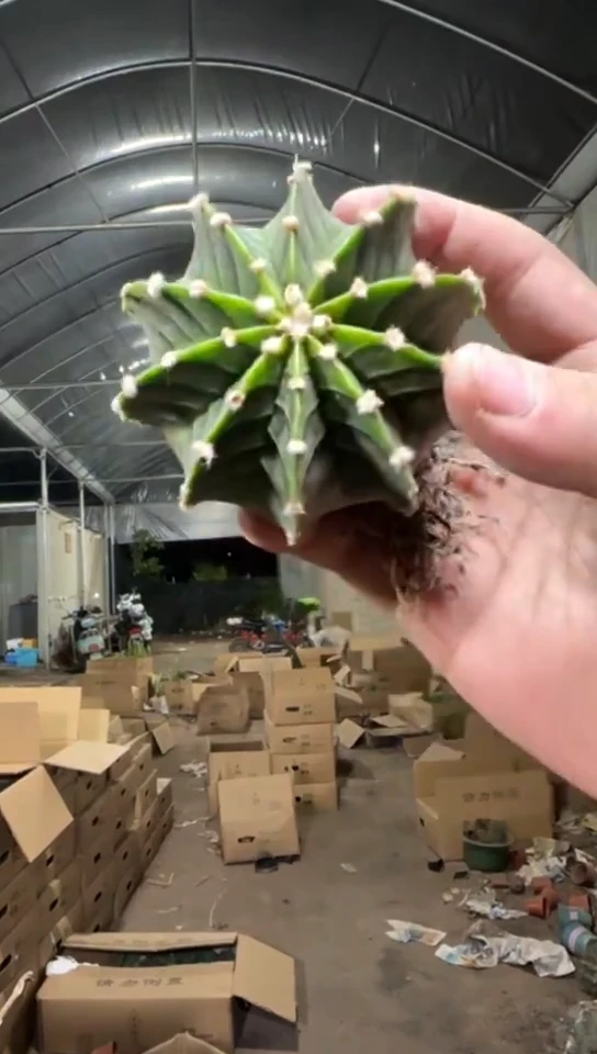 3颗 泰系 纯肋骨【实生根】4-6cm
