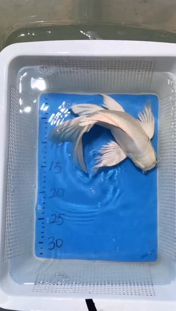 锦鲤锦鲤蝴蝶鲤鱼拍开箱视频包售后