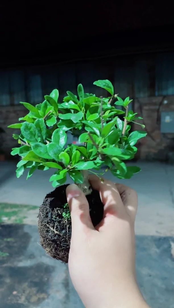 当前无花栽培后可以开花矮霸大叶福建茶