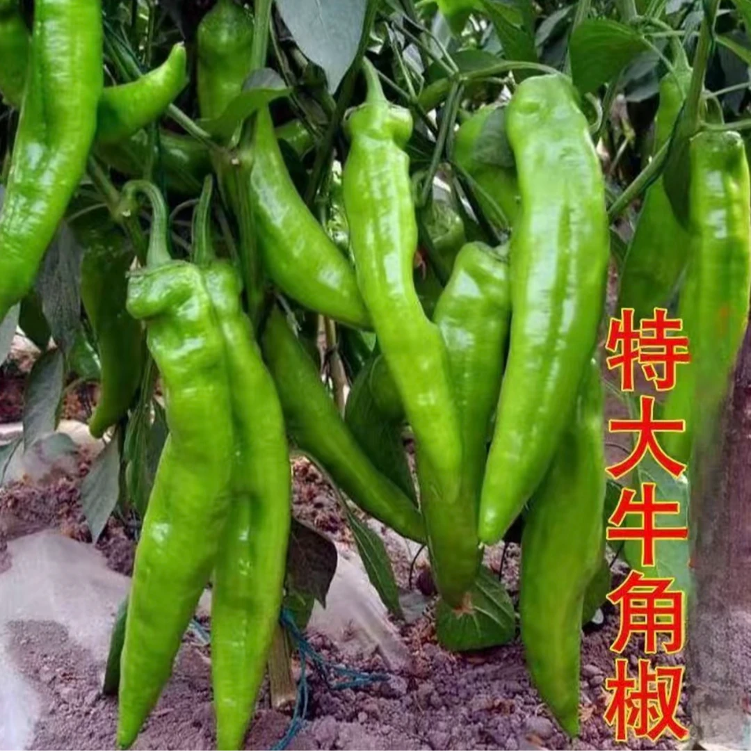 特大牛角椒辣椒种子四季播种阳台花盆庭院种植