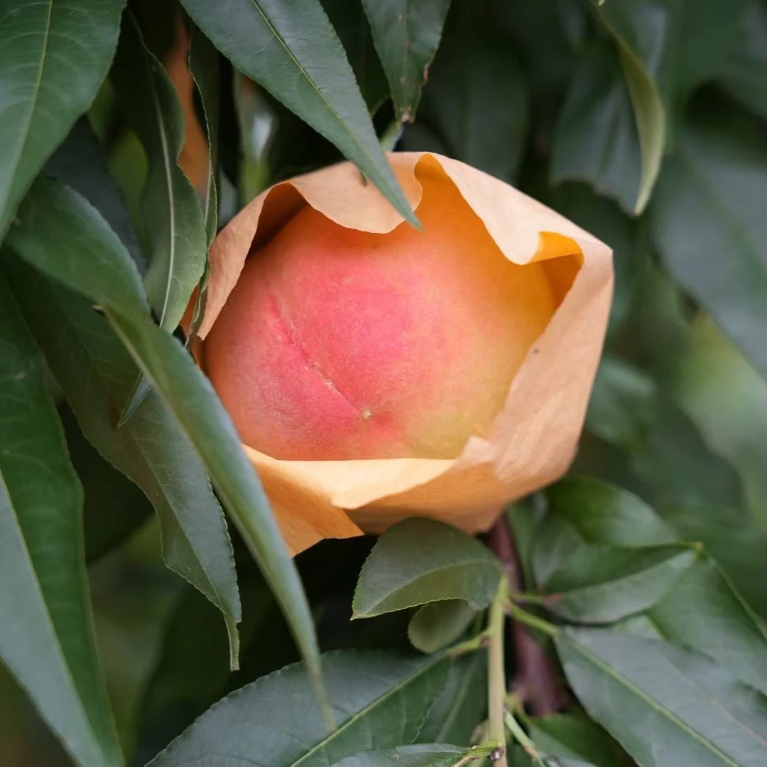 白凤【５-6两精选桃】无锡阳山水蜜桃新鲜爆汁可撕皮