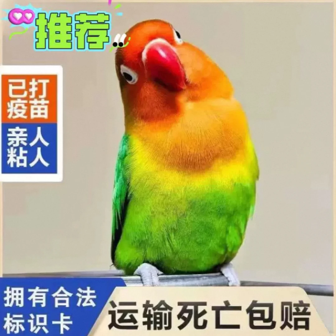 牡丹鹦鹉活体爱情鸟易亲人好养亲人黏人观赏宠物鸟