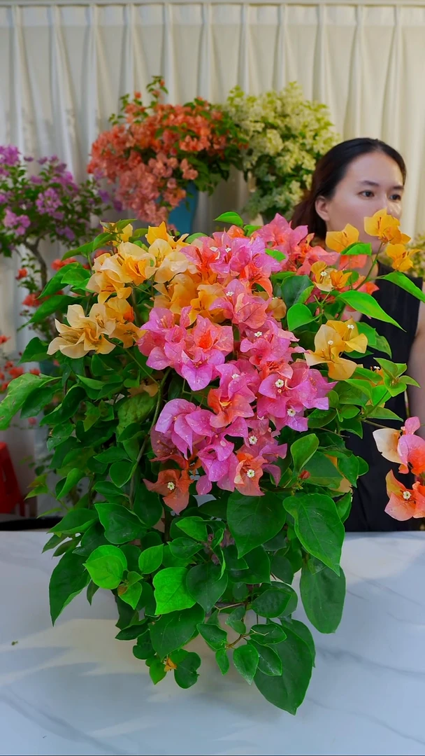 大部分开放少量花苞阿达娜