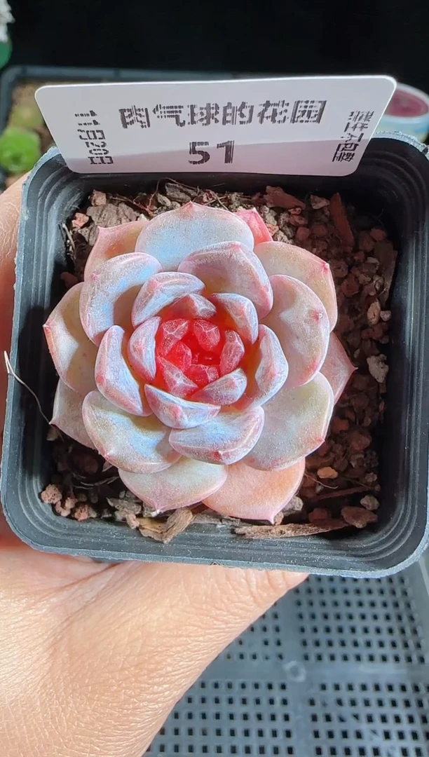 1120-51烈焰群生不包整