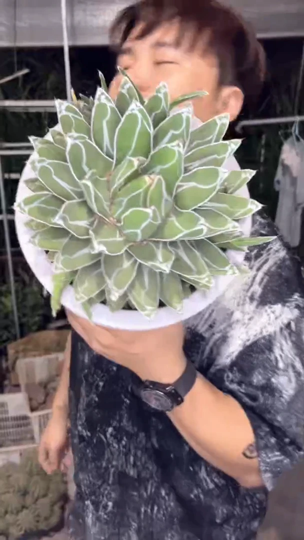 大号 屉之雪 14-18cm