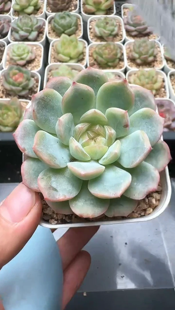 245D云禹多肉植物 带盆土纸巾打包 3颗包邮