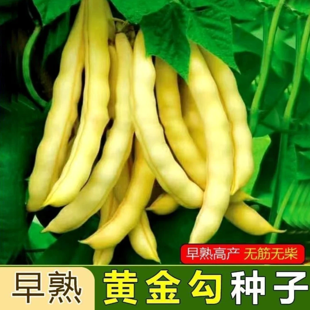 【不搭架黄金勾豆角种子】家庭阳台小院盆栽地栽四季种植