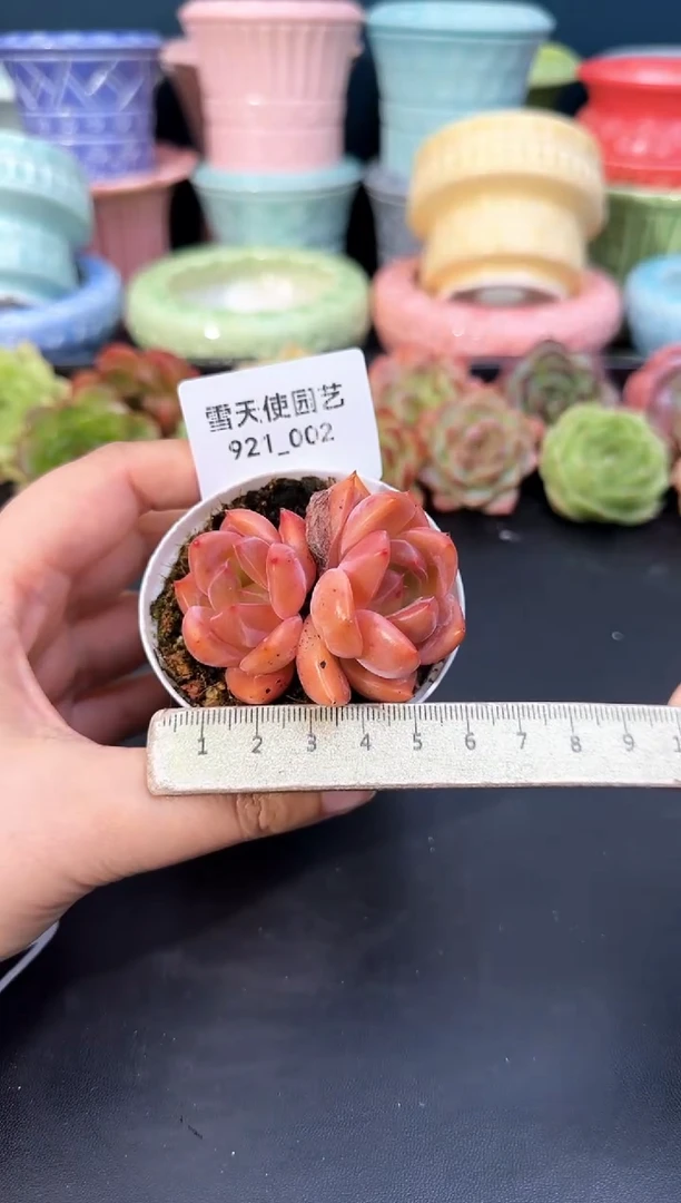 921-002青山(冠幅5.5CM)