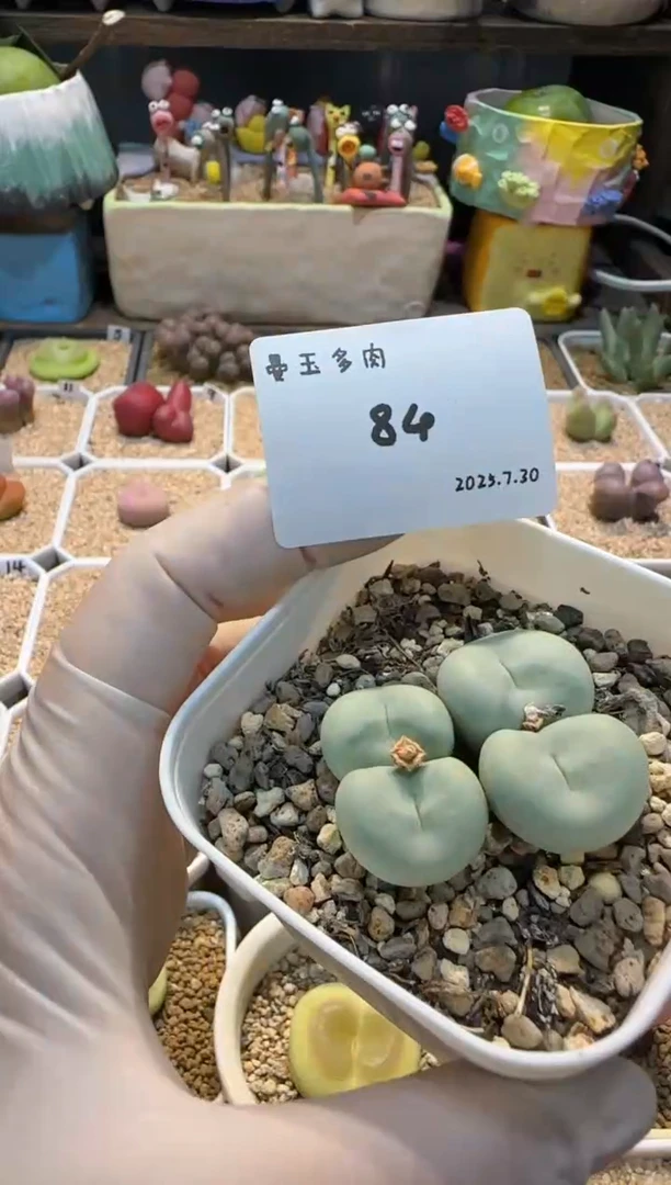 劳****?25.7.30-84蜀道山