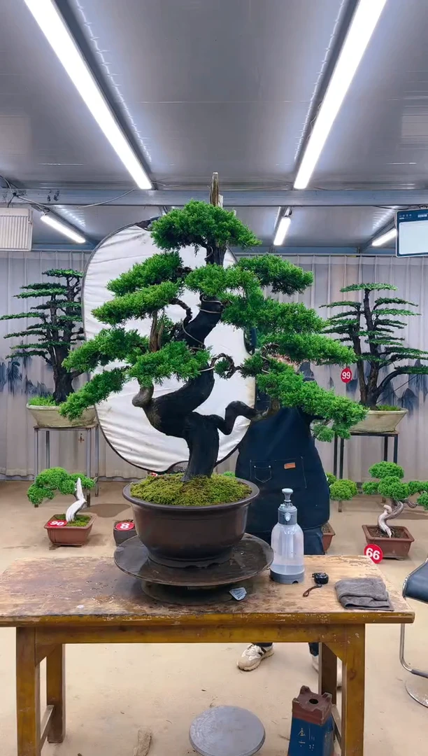 无花朵精品盆景 一物一拍