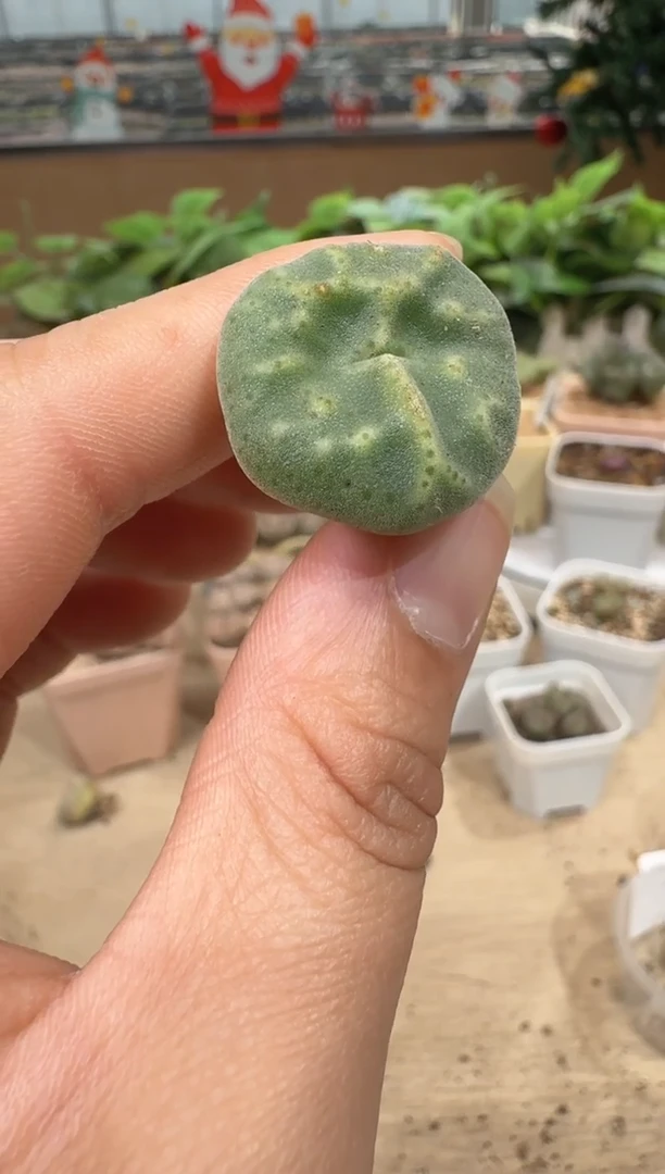 一***飞29-169多肉植物肉锥