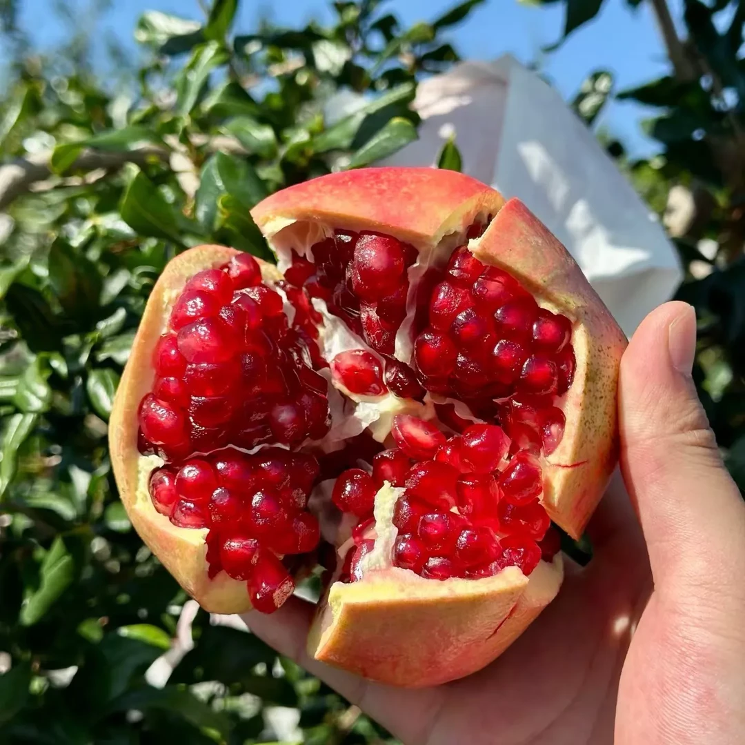 【圆通/中通】于大拿水果四川会理软籽石榴净重4.8斤