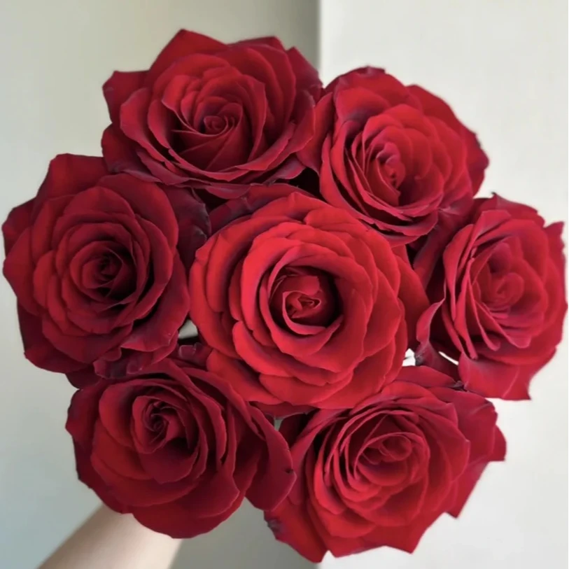 黑魔术玫瑰10枝  一单包邮三单京东 收到需要醒花