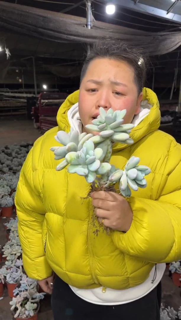 【闪购商品】50-四头起雪美人6.8