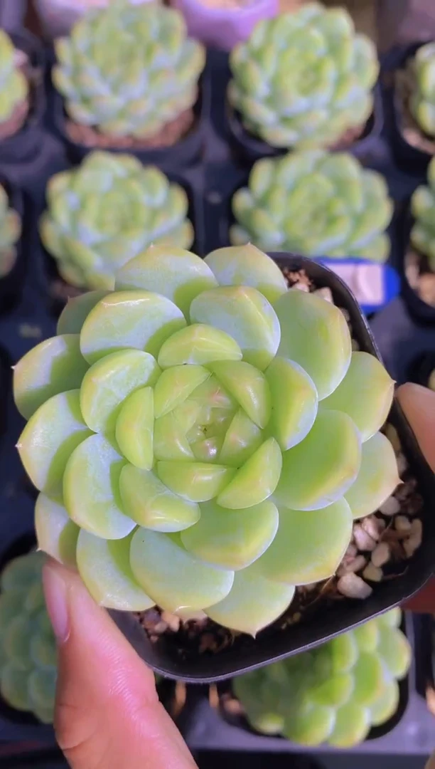 B183-瑶池单头（量拍）