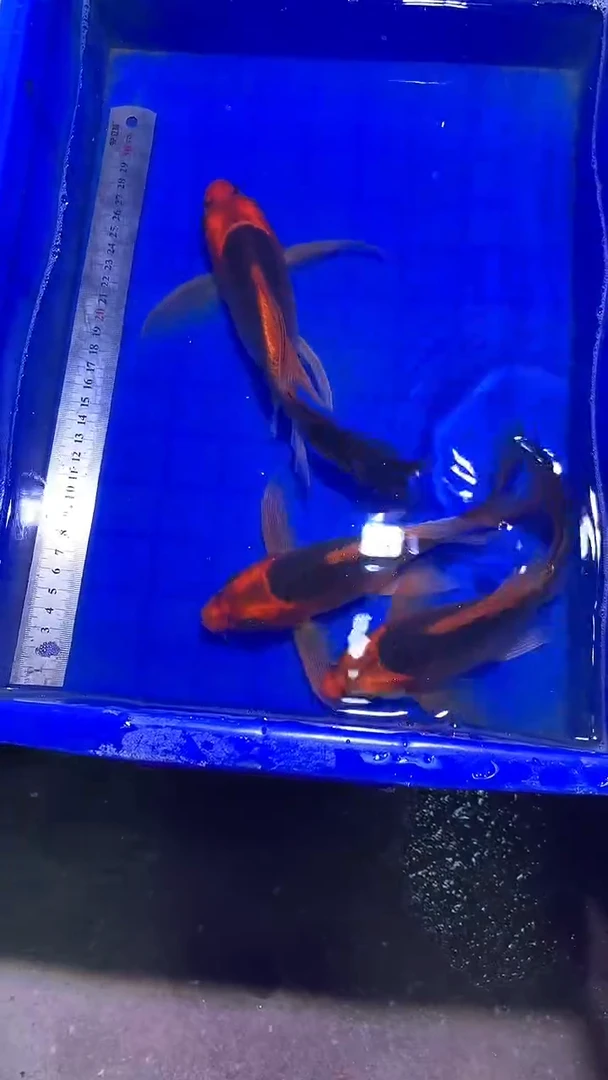 蝴蝶鲤鱼蝴蝶鲤直播选鱼专用链接 凭开箱视频售后