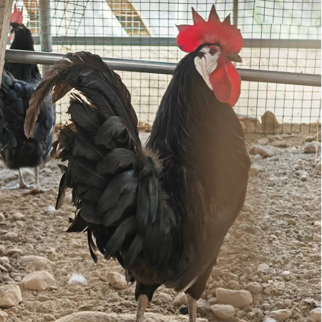 小丑鸡    营养丰富