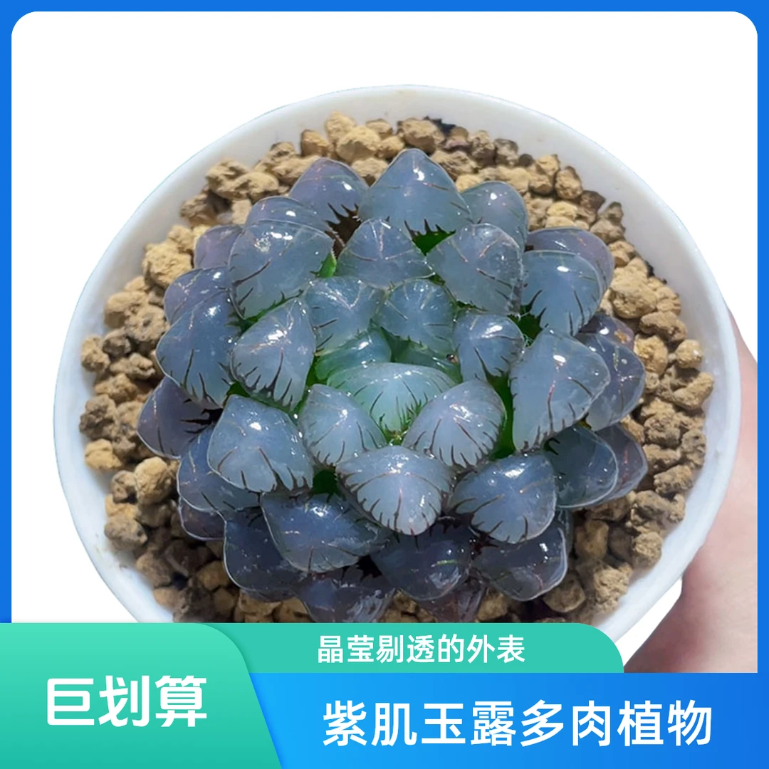 紫冰灯玉露多肉植物室内阳台客厅花卉小型盆栽带盆带土拍下发货