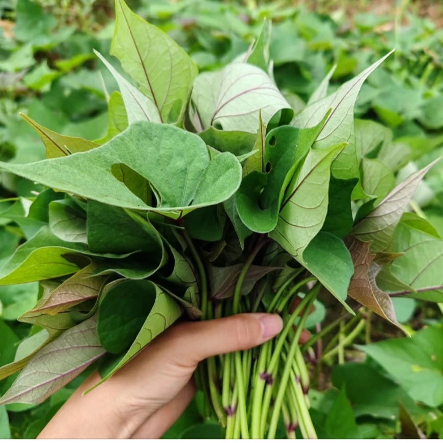 八卦州番薯叶自种长寿菜农家自种现采现摘顺丰包邮1-3斤小青菜绿色蔬菜