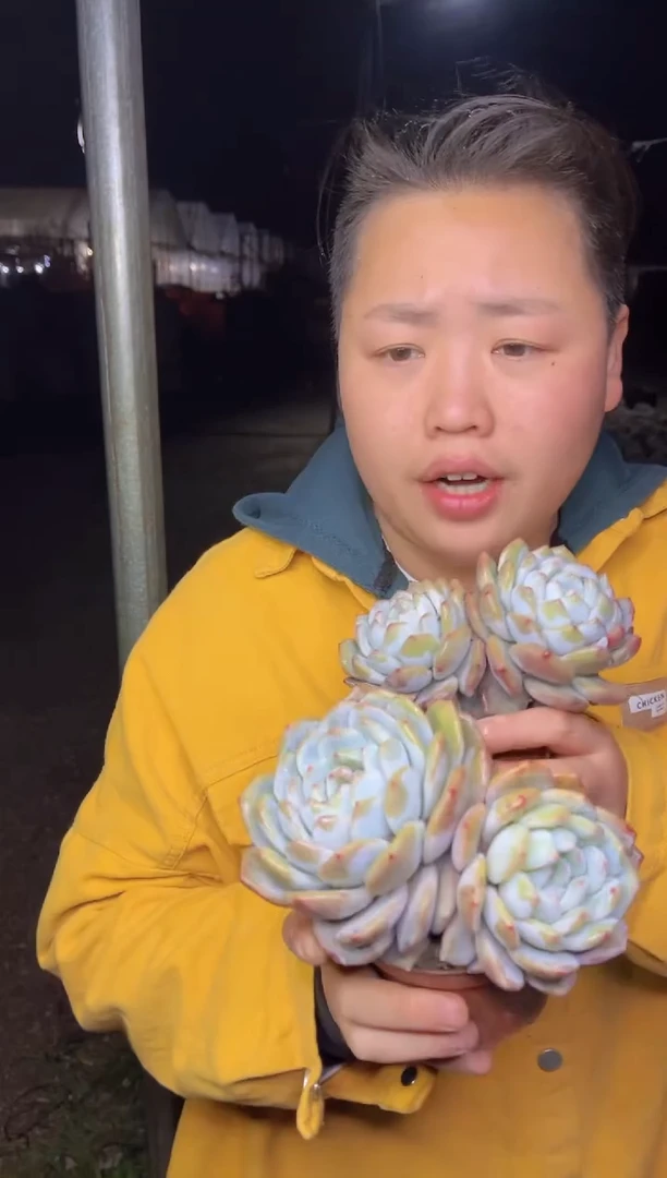 【闪购商品】38-双头起梦露2颗6.8