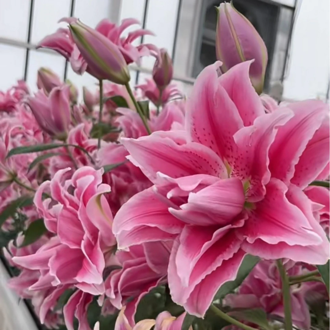 z四季可种1颗【伊莎贝拉】16/18重瓣香水百合庭院阳台花球