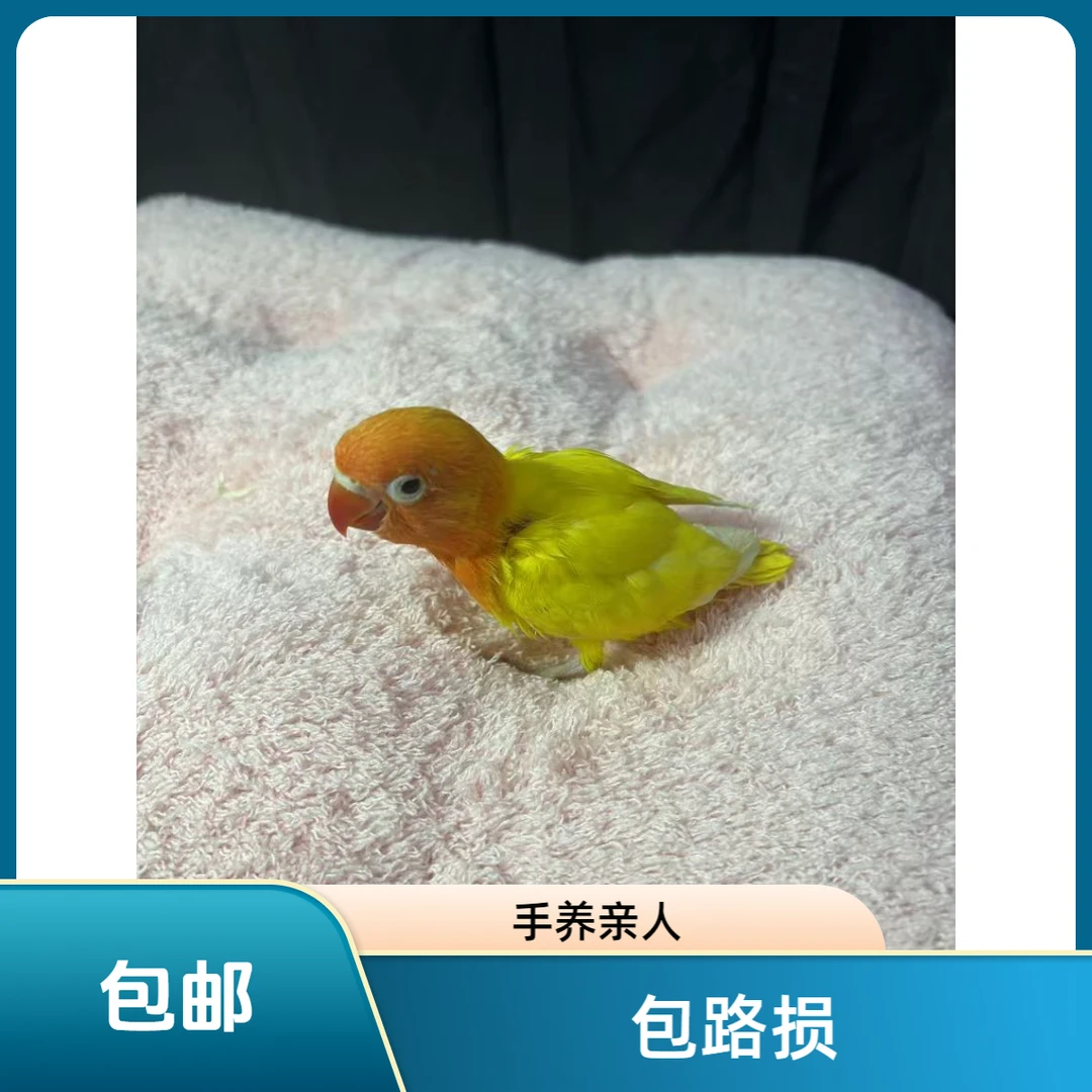 牡丹鹦鹉活体宠物一物一拍