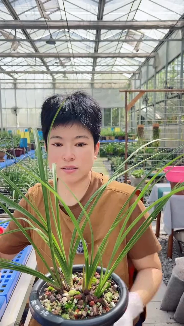 当前无花朵，栽培后可花朵兰*郑孝荷，，，兰花