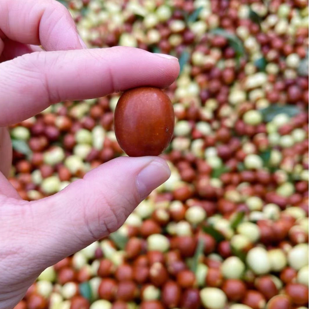 【山酸枣 顺丰包邮】五甜五酸嘎嘎脆 小时候的味道 农家采摘山枣新鲜现摘脆枣孕妇酸枣子山东省