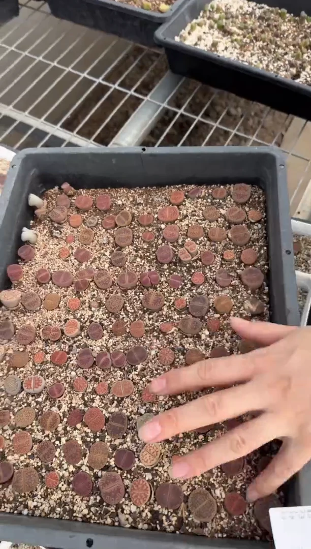 疯狂的多肉石头8.27-311