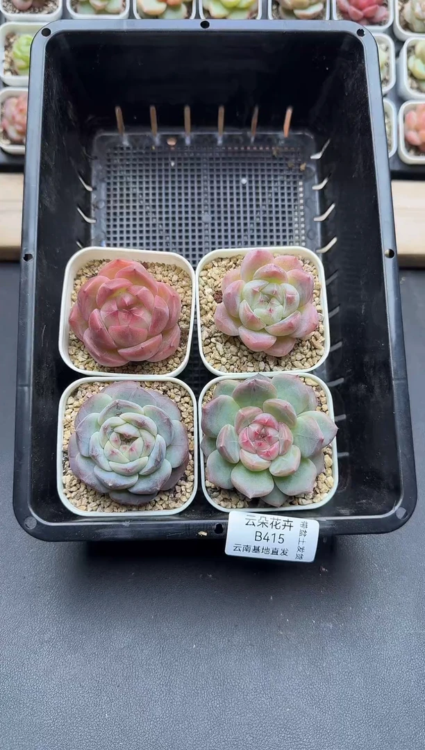 珍妮杂交多肉B415