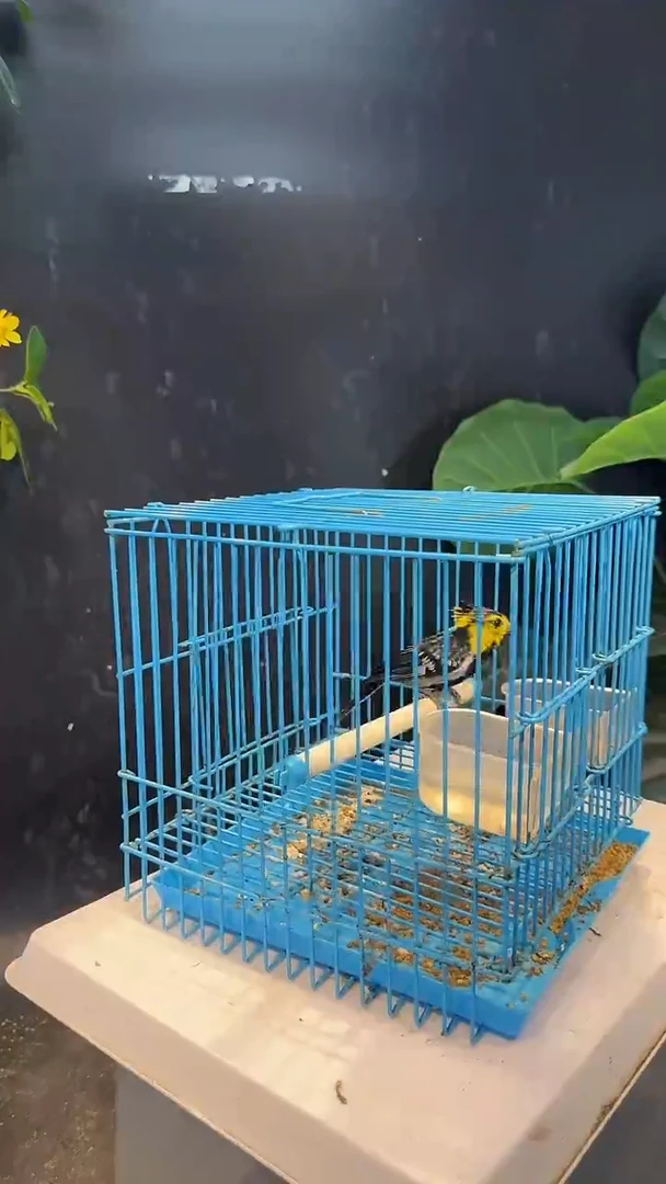 虎皮鹦鹉41号  黄颊 养笼0元起拍