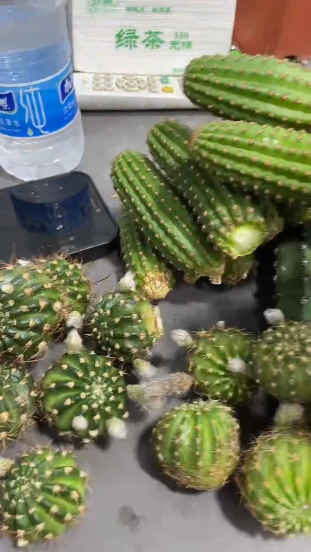 新品丽花 黄玫瑰侧芽