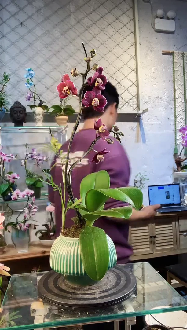 大部分花苞少量开放325植物杂货店，什么宝贝都有