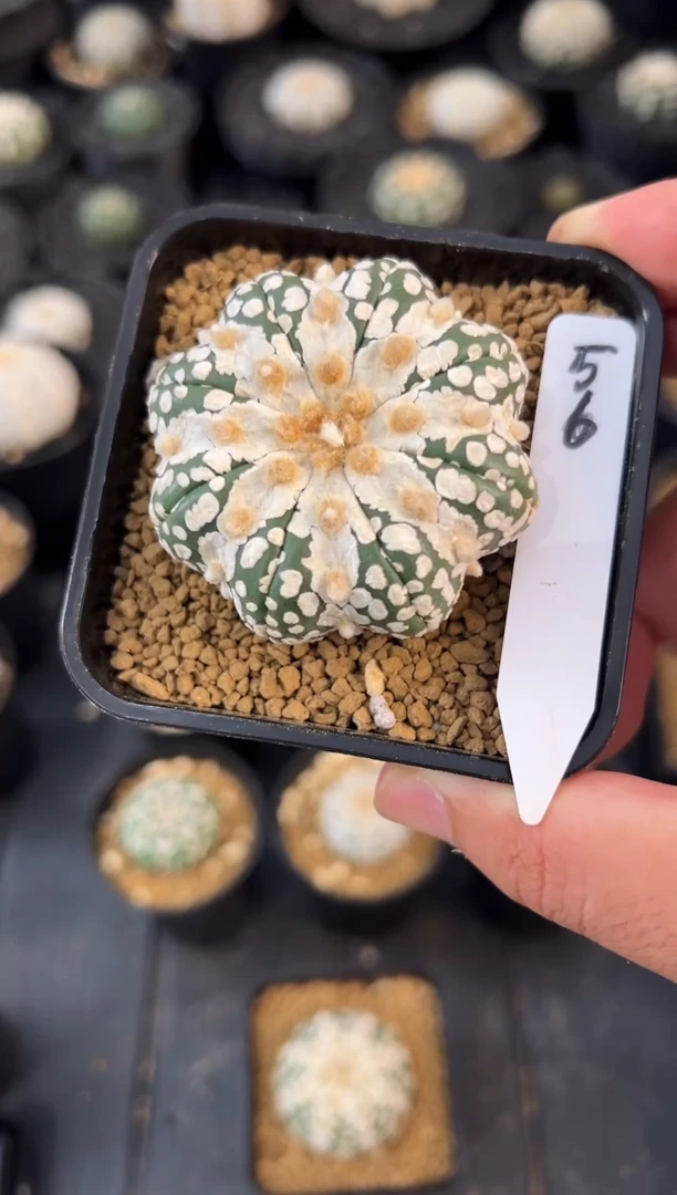 杨*玥高货实生根星兜仙人球编码56