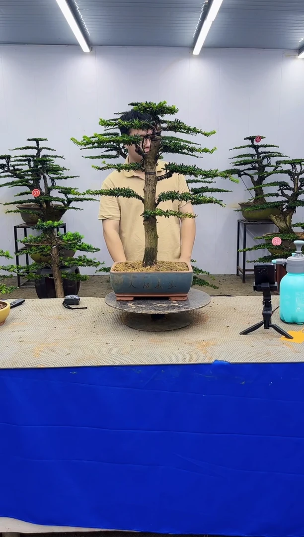 无花朵一物一拍，所见即所得