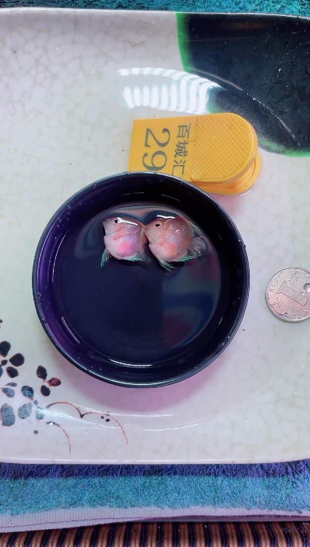 鹦鹉鱼123568474141111