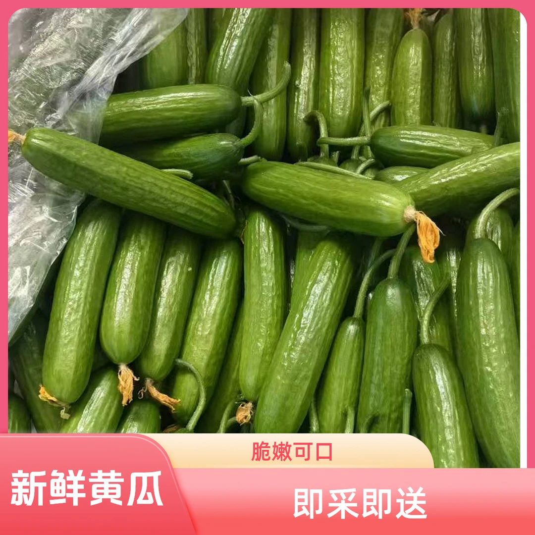 【京东发货】  平度水果小黄瓜（ 5斤）生吃清脆美味黄瓜同城送黄瓜同城配