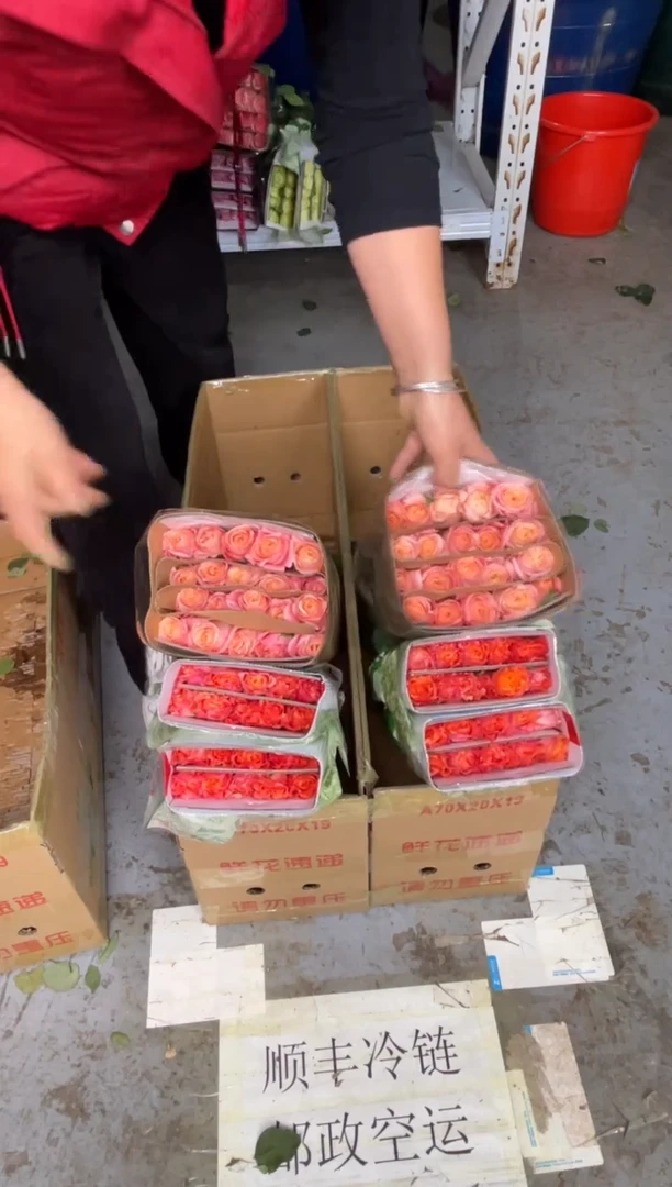 朱小姐20枝+ 火灵鸟20枝