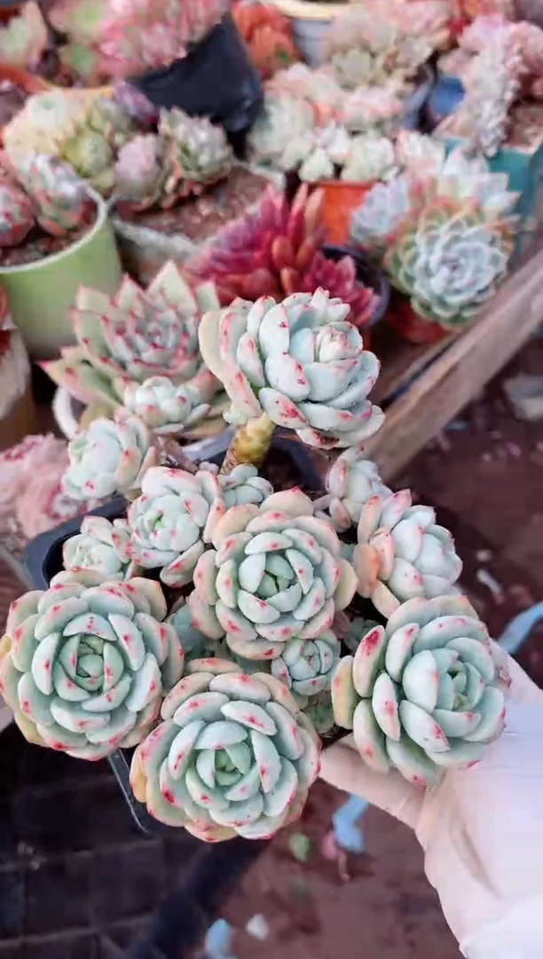 【闪购商品】21325