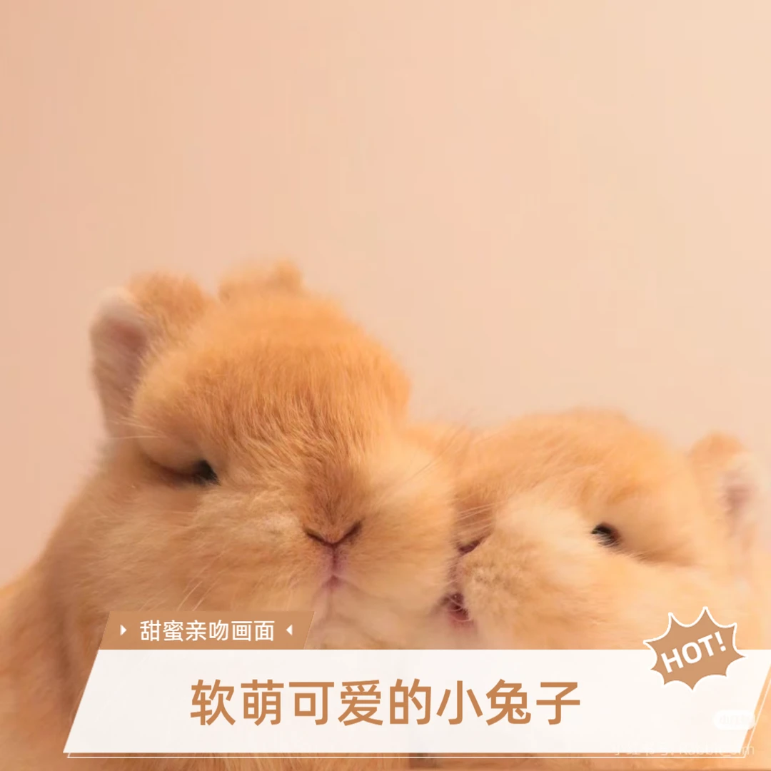 双血统侏儒高品宠物兔垂耳兔，活体一但发出后不退不换包活三天