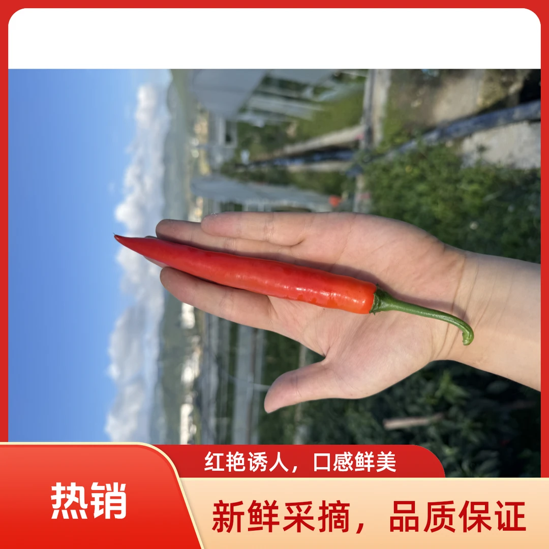 新鲜现摘美人辣椒用于泡椒剁椒优质蔬菜辣椒
