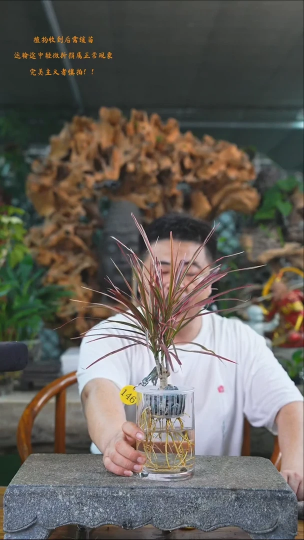 完全开放千年木146T