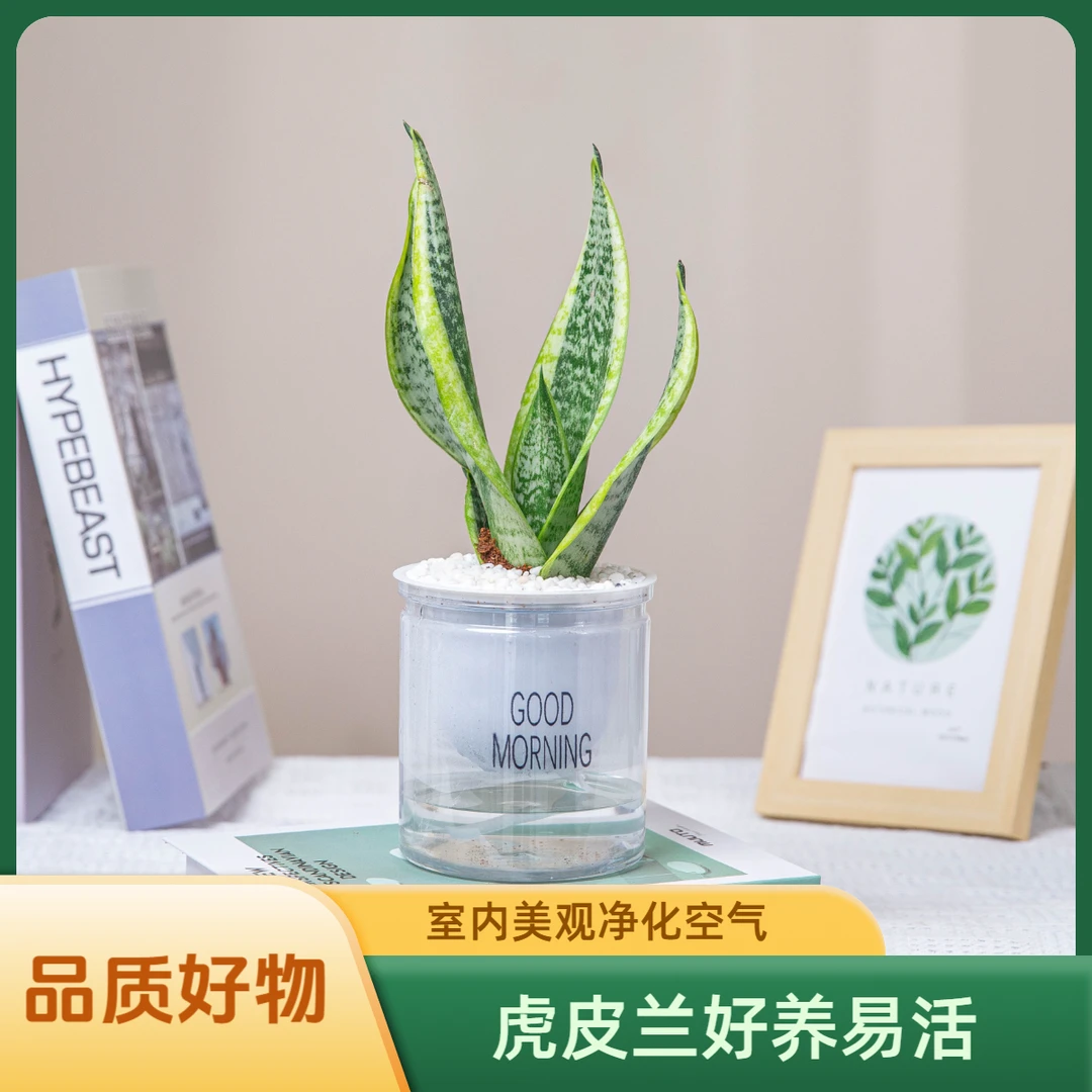 虎皮兰带盆种好发货净化空气室内桌面绿植绿色盆栽好养易活sss