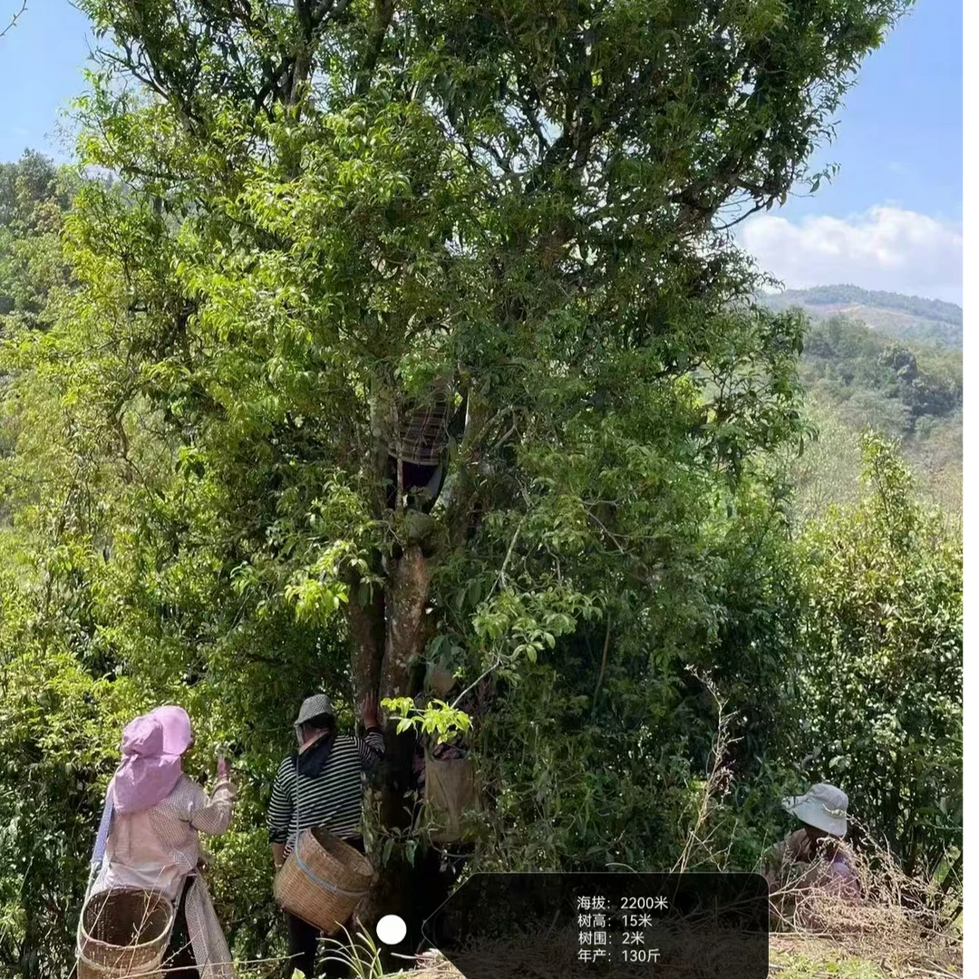 源头茶树（包）只采一季春茶