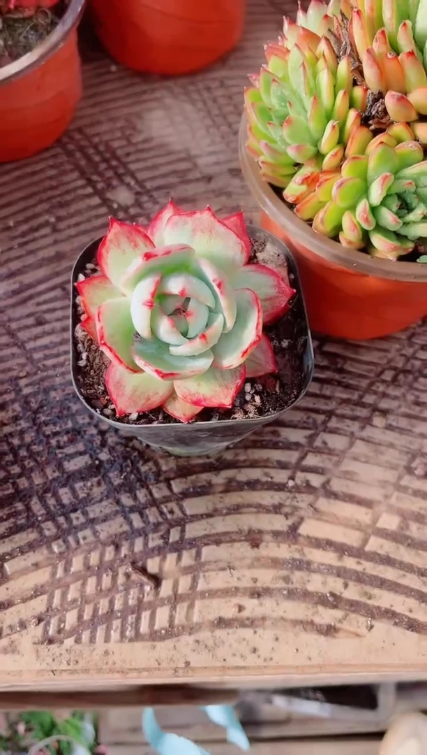 米*跃跃精品多肉19061