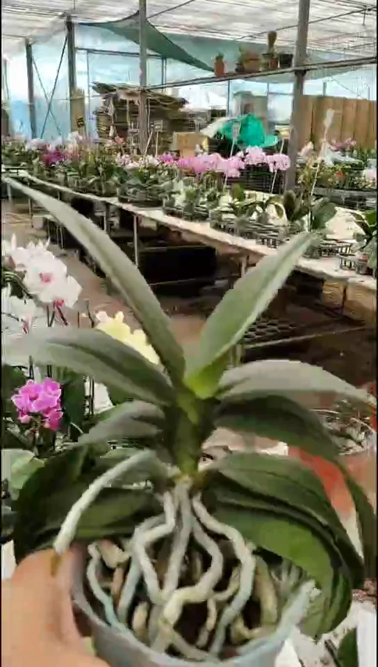 当前无花朵，栽培后可花朵罗马情人 闪购
