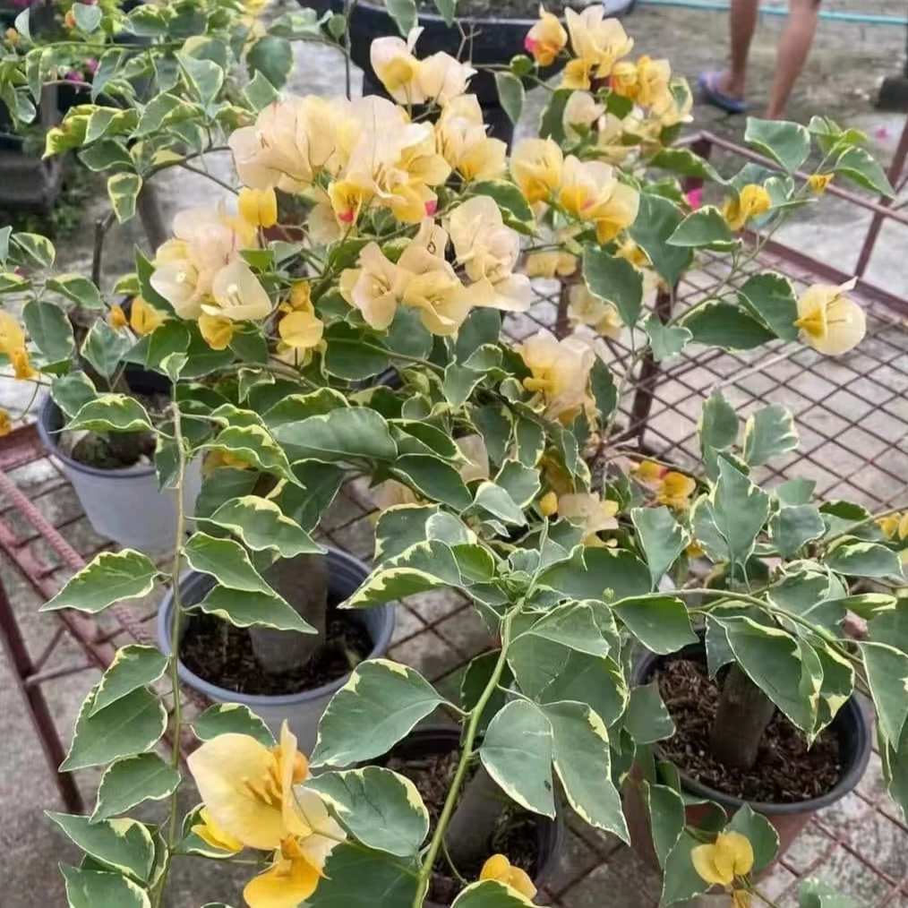 黄马斯{三色马斯】袋苗 包对版