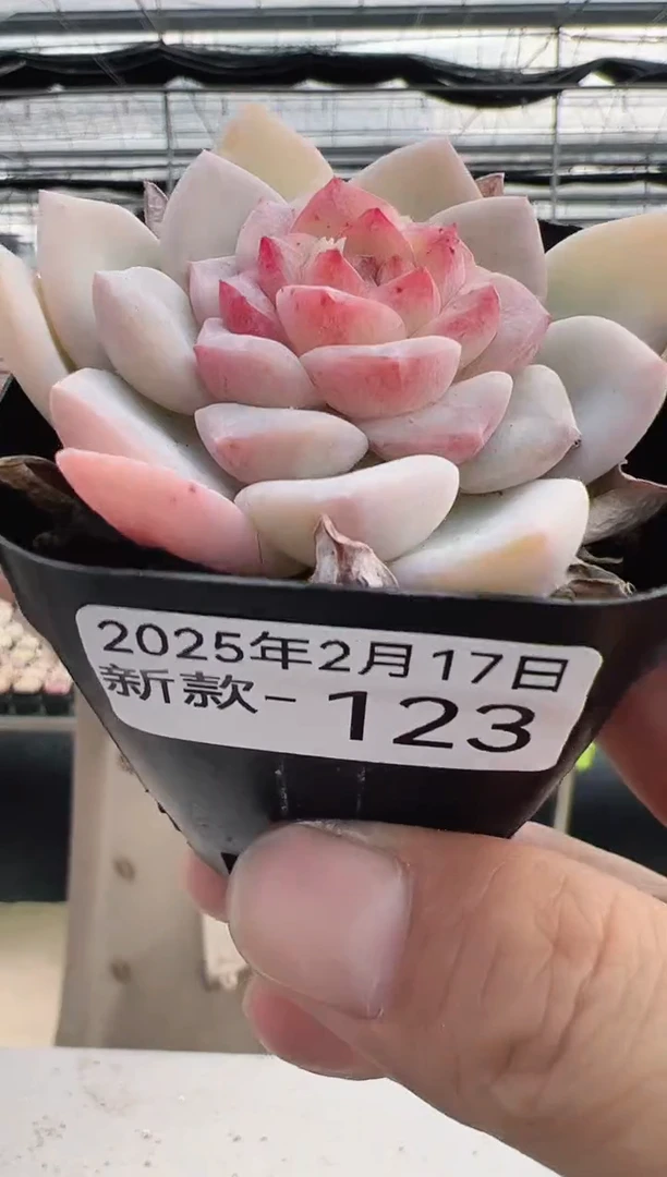 【闪购商品】新款多肉-123