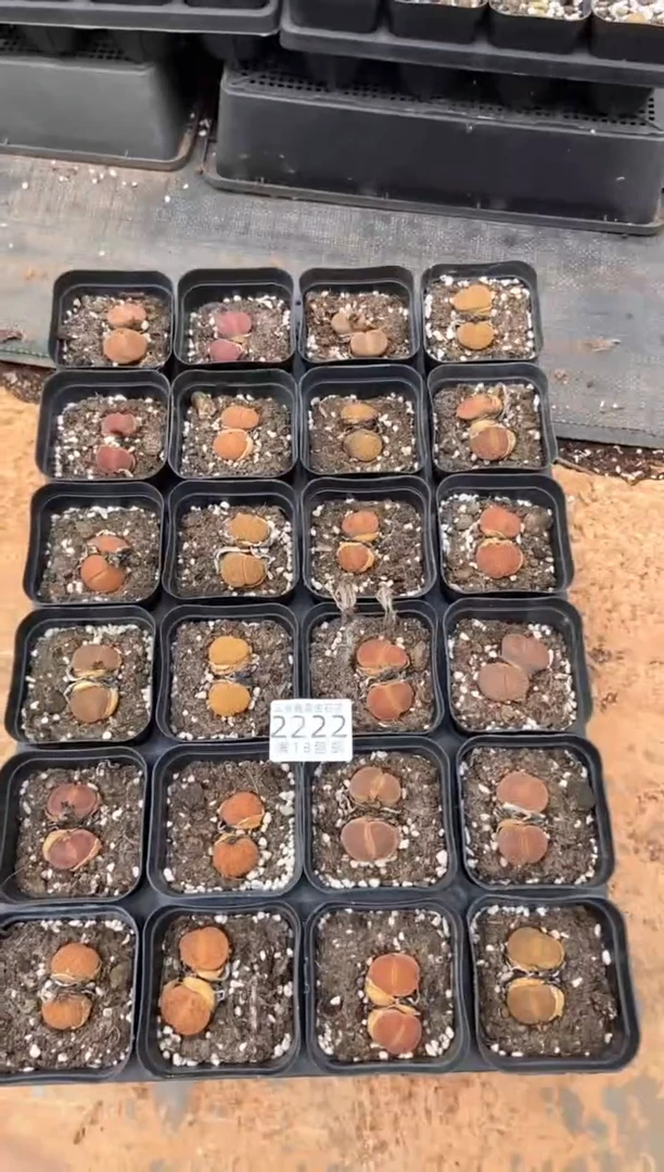 2222特价七方日轮玉有瑕疵发货6盒量拍
