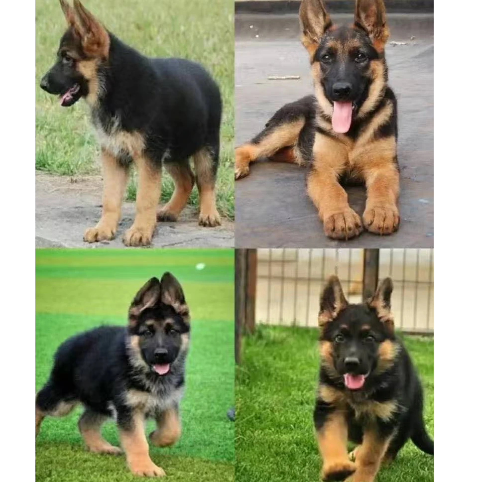 【护卫犬德牧】精品狗狗